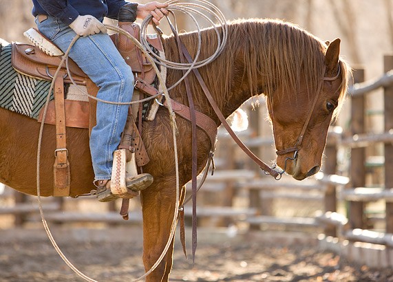 Můj milovaný Mungo